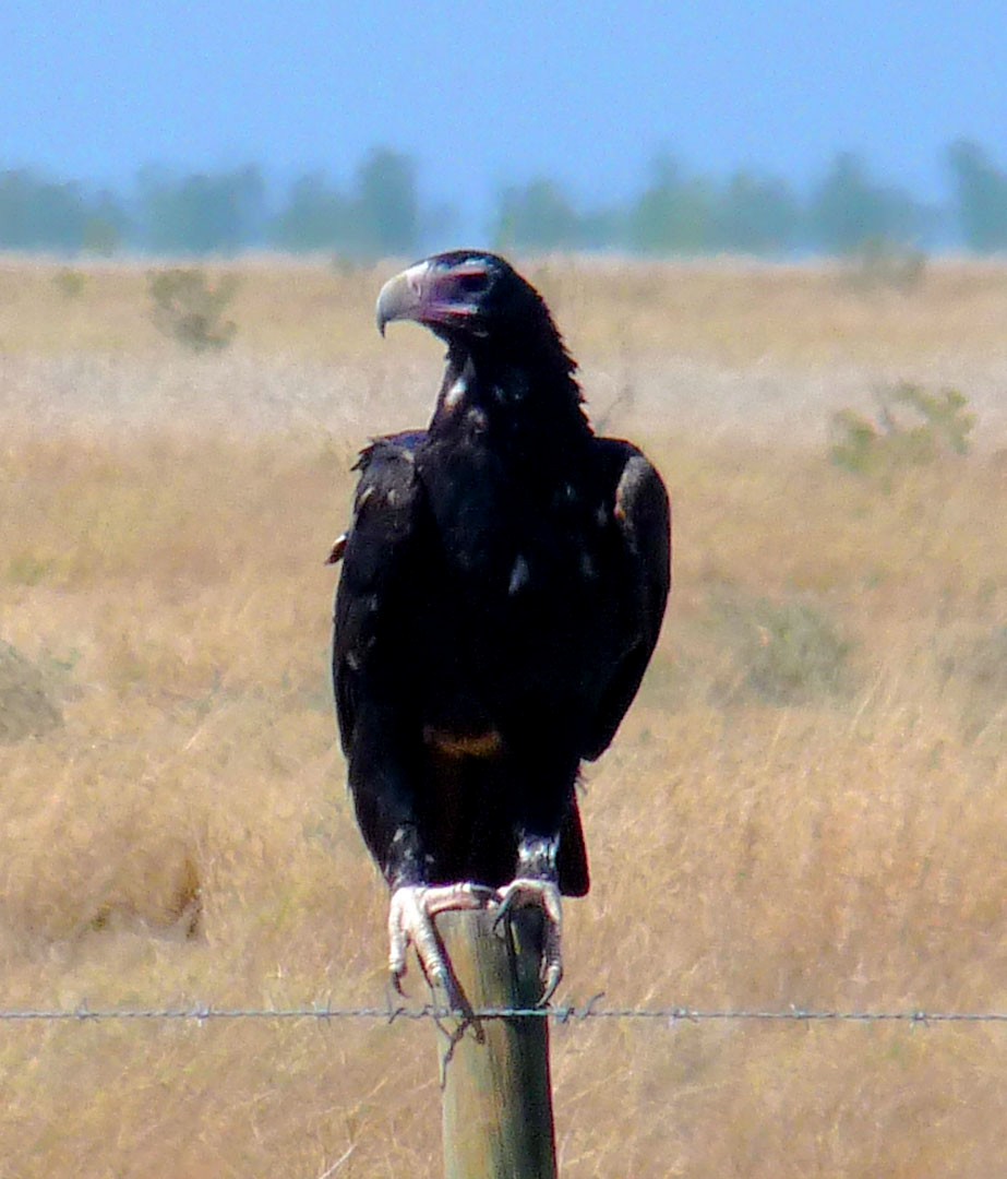 Wedge-tailed Eagle - Arden Anderson