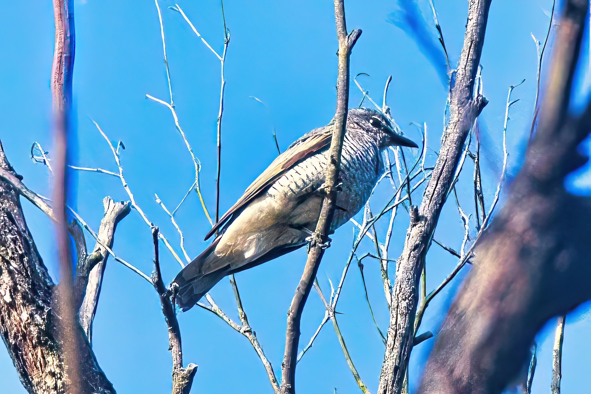 Common Cicadabird (Slender-billed) - ML614841698