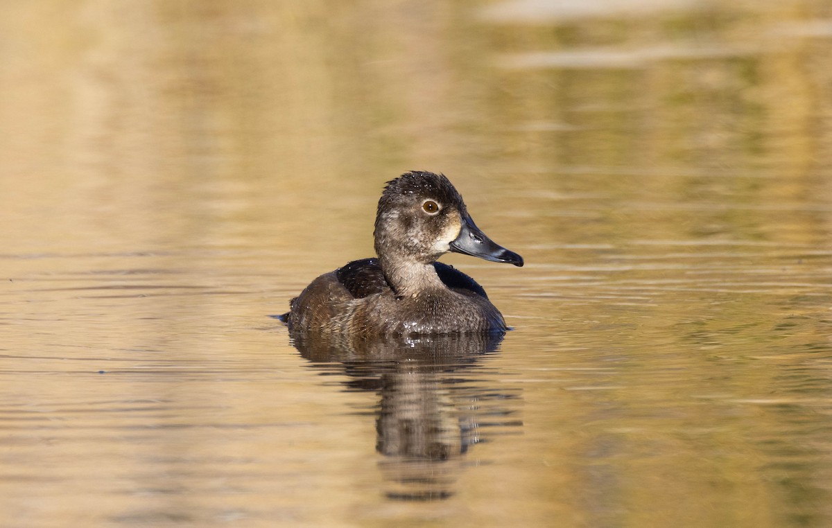 Ring-necked Duck - Peter Bedrossian