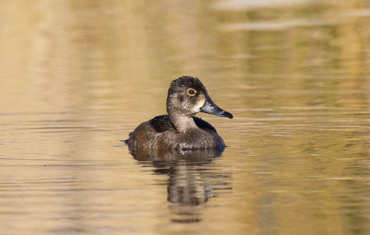 Ring-necked Duck - ML614841704