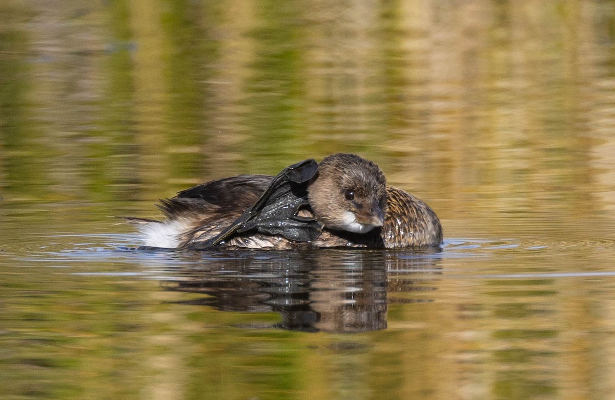 Pied-billed Grebe - ML614841708