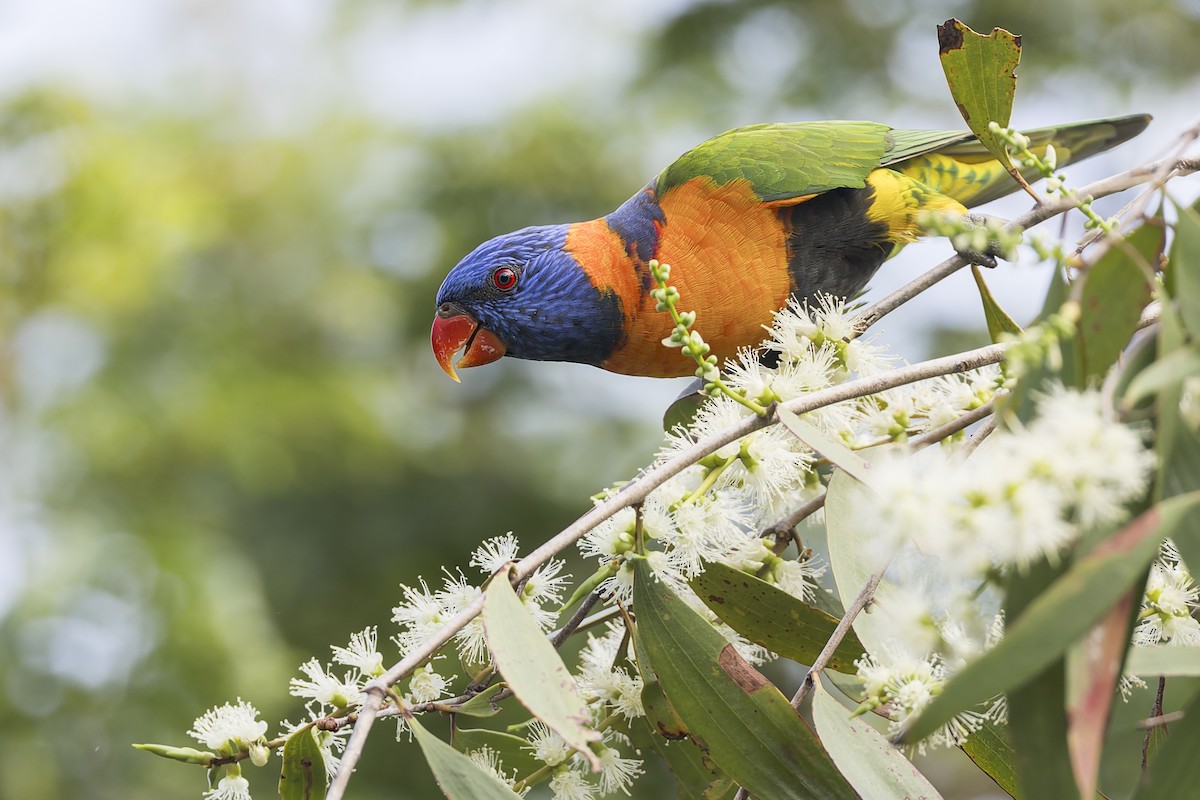 Red-collared Lorikeet - ML614841728