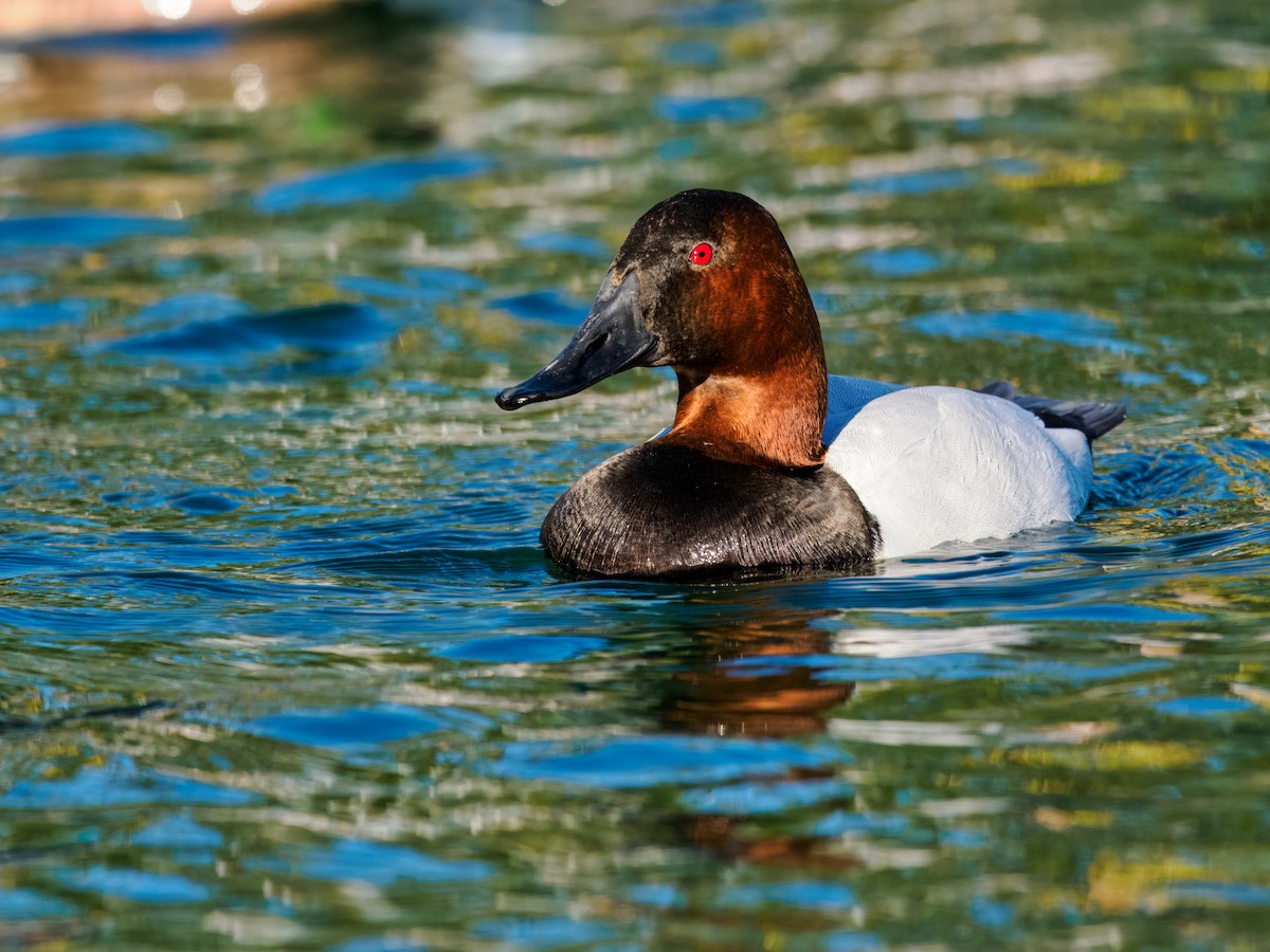 Canvasback - ML614841837