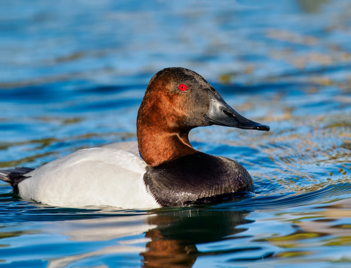 Canvasback - ML614841838