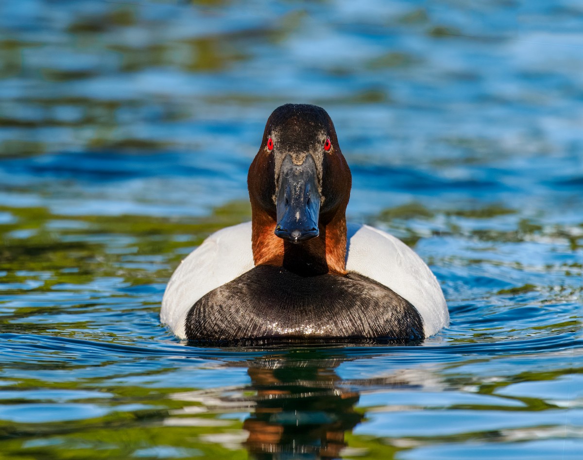 Canvasback - ML614841839