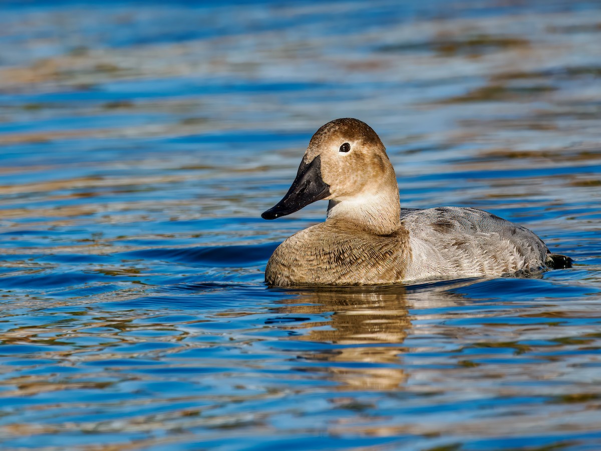 Canvasback - ML614841840