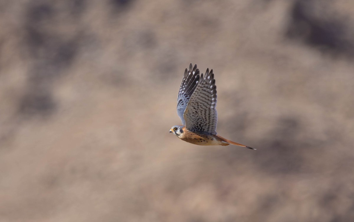 American Kestrel - Peter Bedrossian