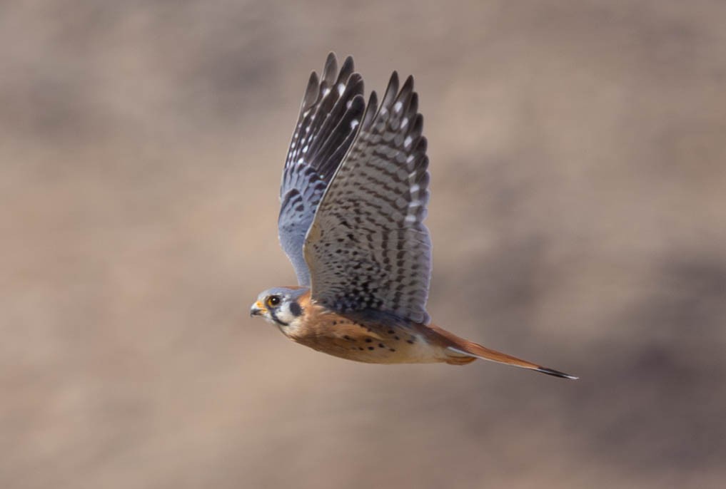 American Kestrel - Peter Bedrossian