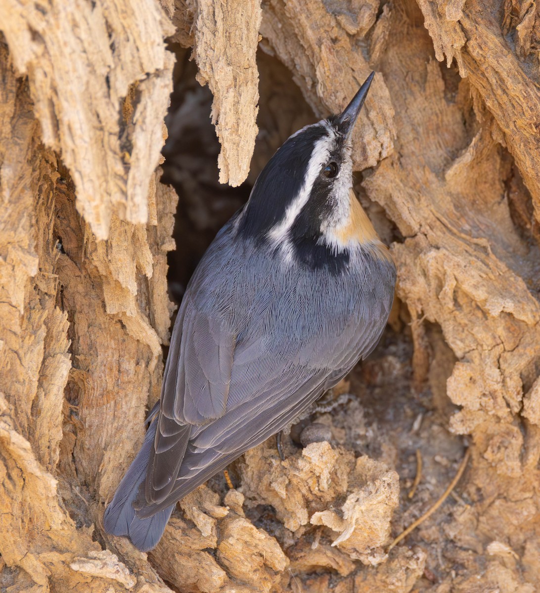 Red-breasted Nuthatch - Peter Bedrossian