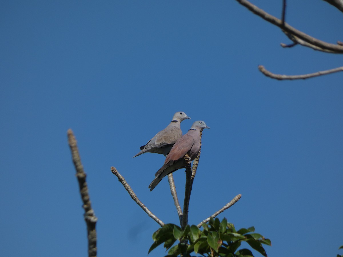 Red Collared-Dove - ML614841884
