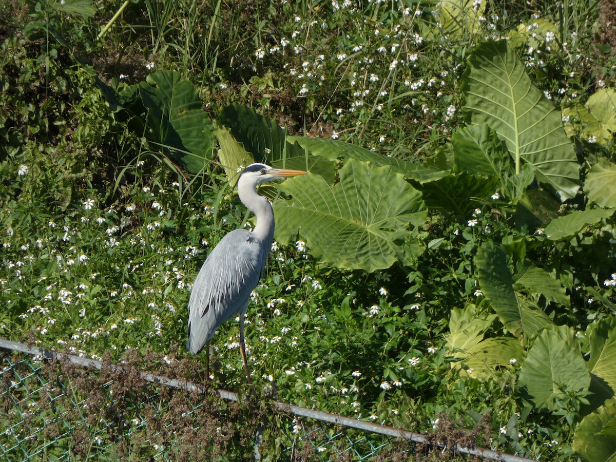 Gray Heron - Rocket Lee