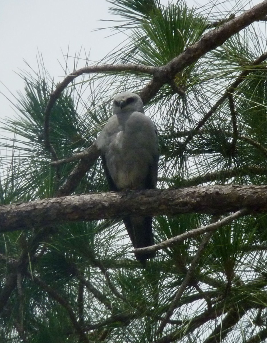 Mississippi Kite - ML61484191