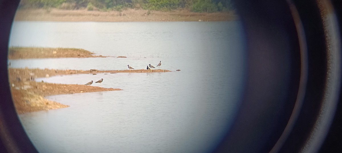 Red-wattled Lapwing - ML614842054