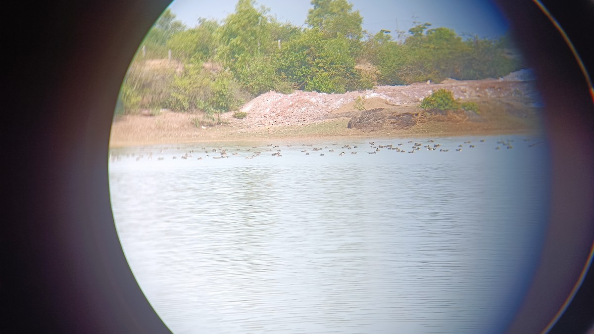 Northern Pintail - ML614842065