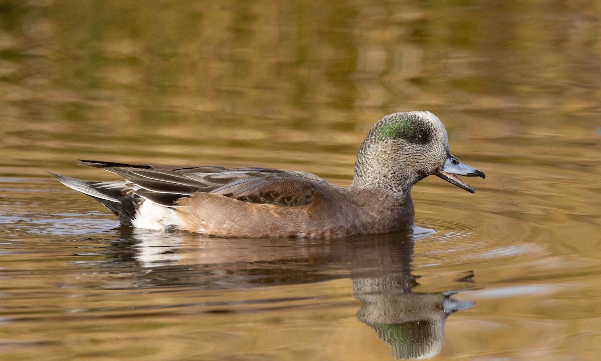 American Wigeon - Peter Bedrossian