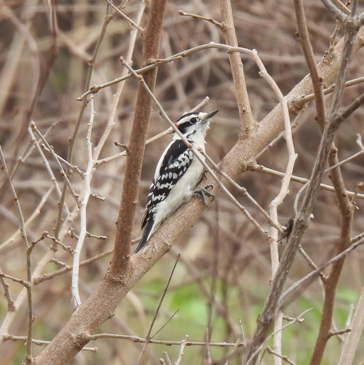 Downy Woodpecker - Patty Leslie Pasztor