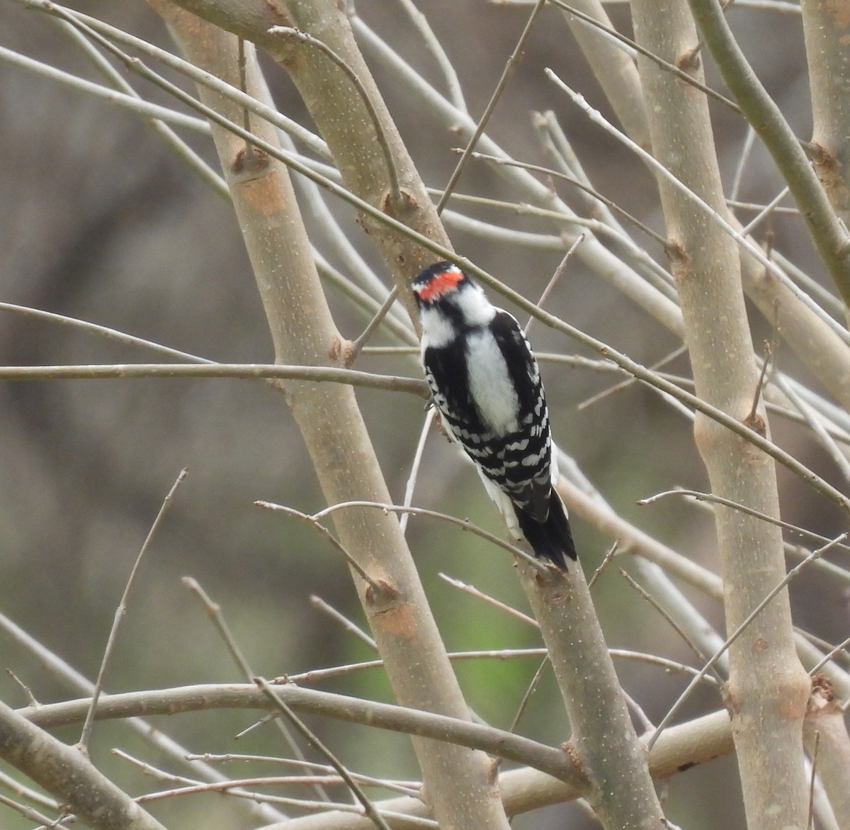 Downy Woodpecker - ML614842083