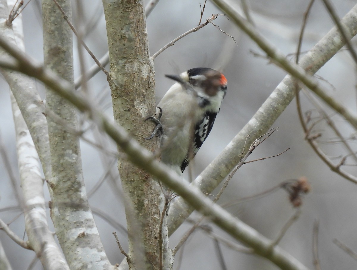 Downy Woodpecker - ML614842085