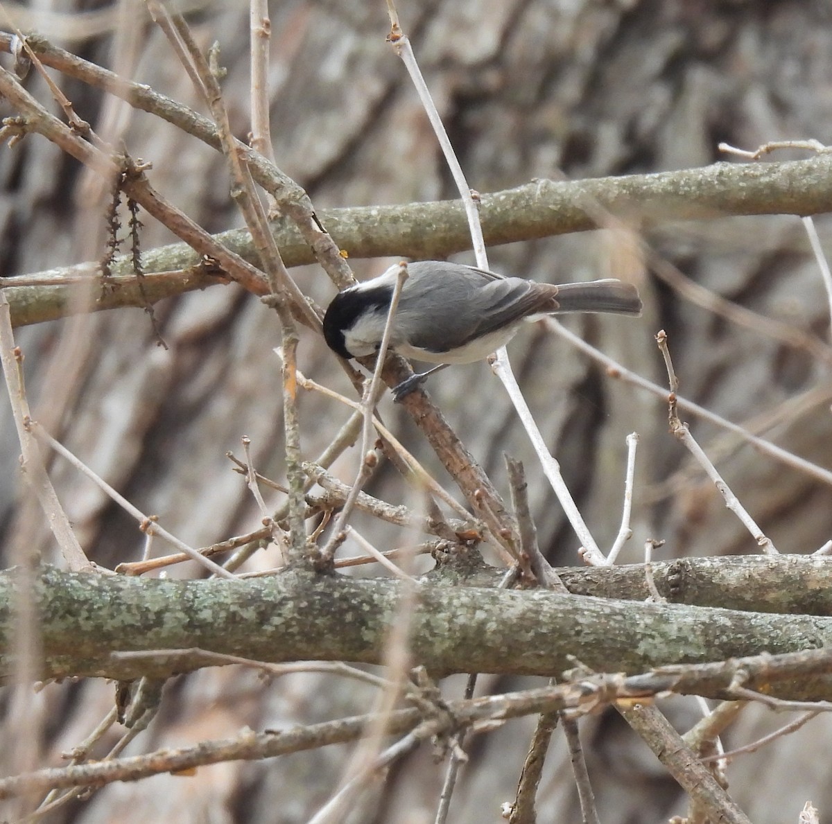 Carolina Chickadee - ML614842102