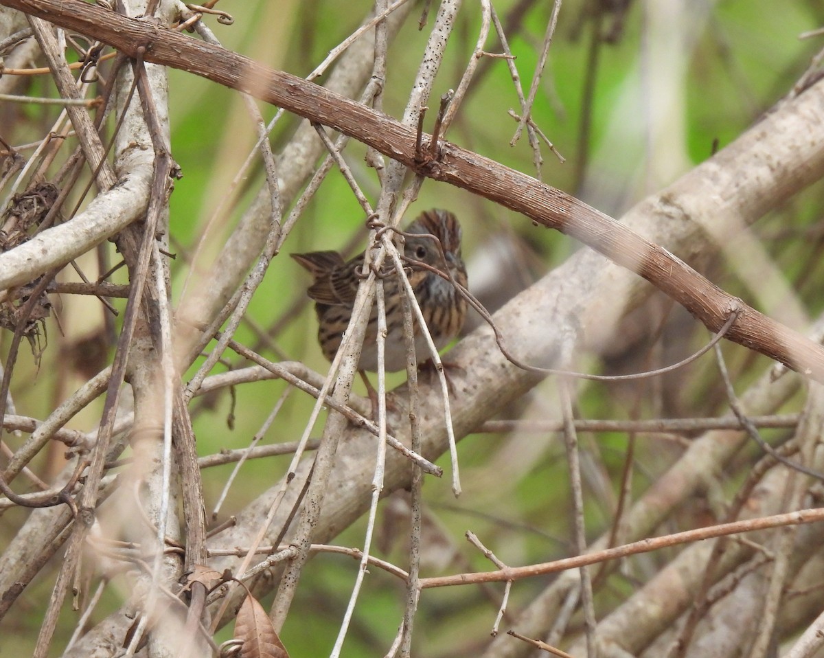 Lincoln's Sparrow - ML614842119