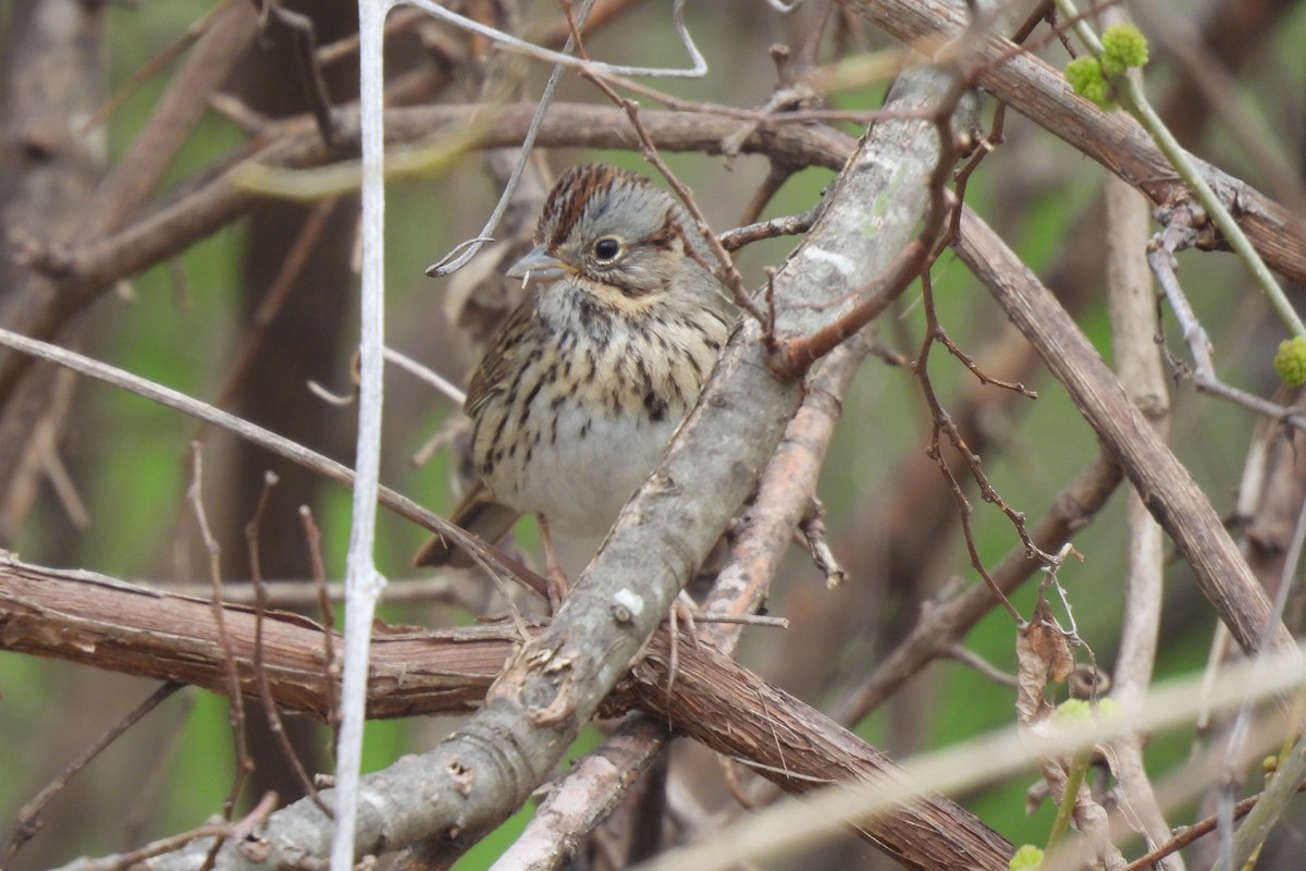 Lincoln's Sparrow - ML614842120