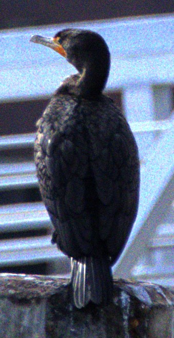 Double-crested Cormorant - ML614842123