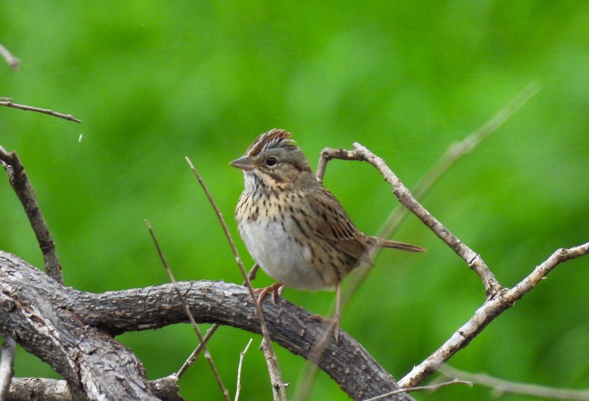 Lincoln's Sparrow - ML614842141