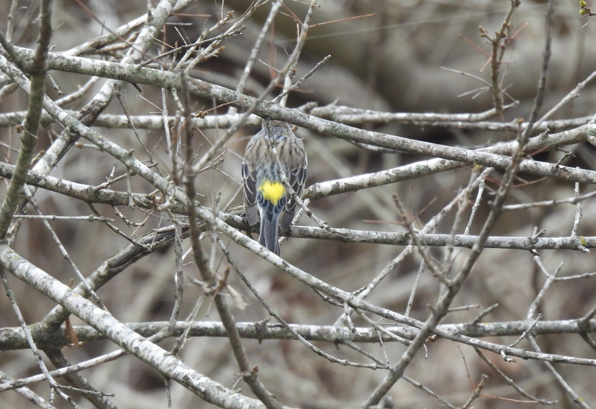 Yellow-rumped Warbler - Patty Leslie Pasztor