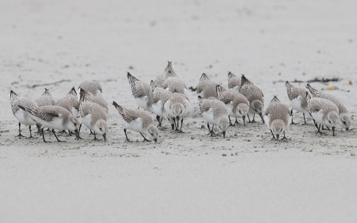 Bécasseau sanderling - ML614842157