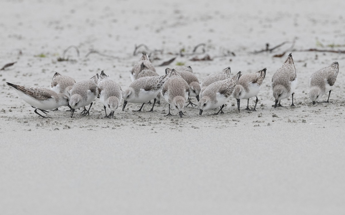 Sanderling - Emmanuel Naudot