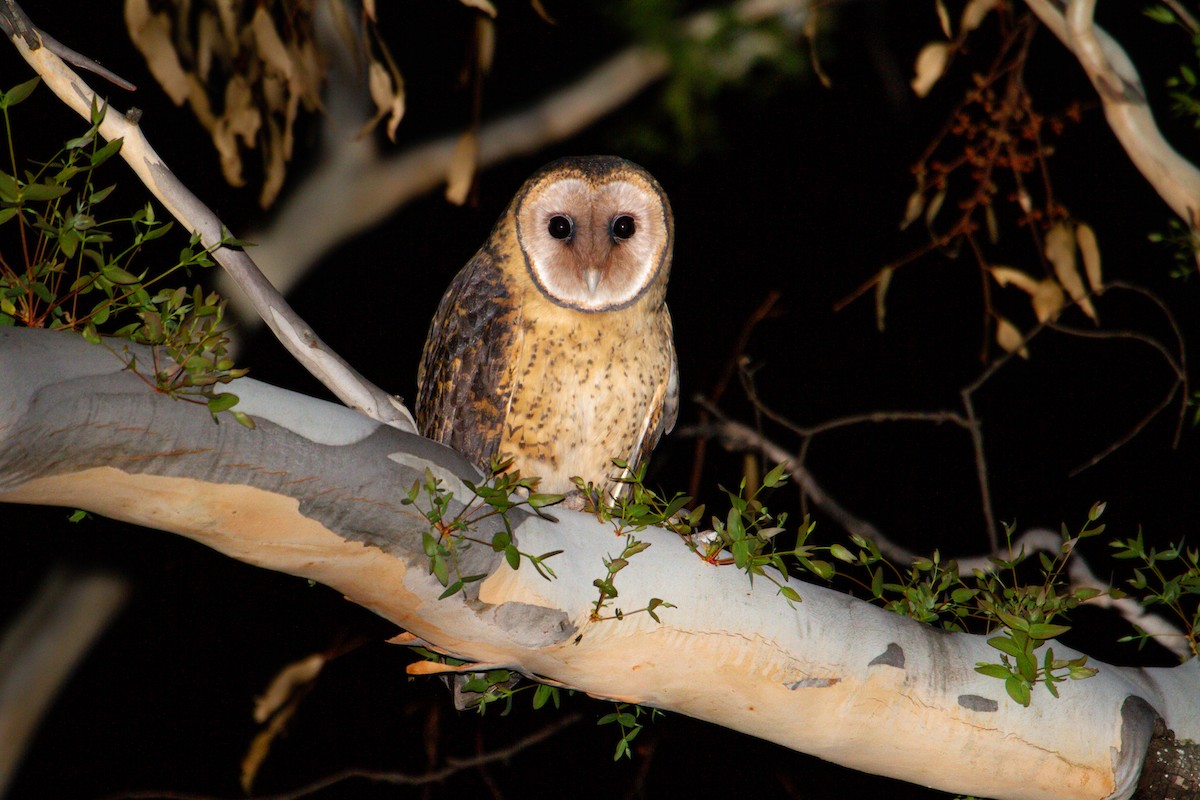 Australian Masked-Owl - ML614842171