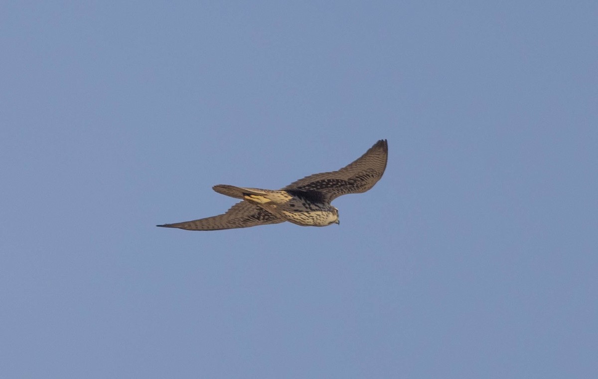 Prairie Falcon - Peter Bedrossian