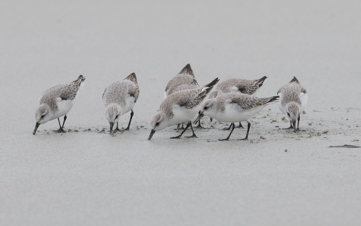 Bécasseau sanderling - ML614842190