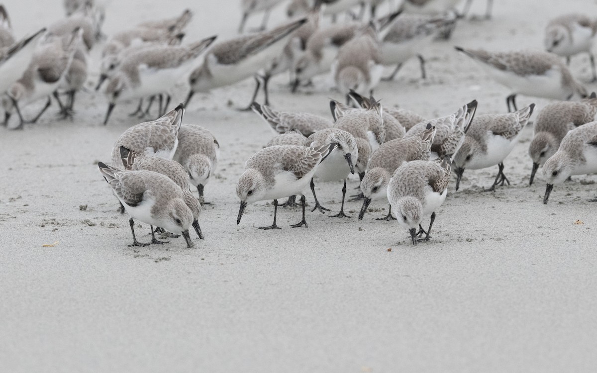 Bécasseau sanderling - ML614842200