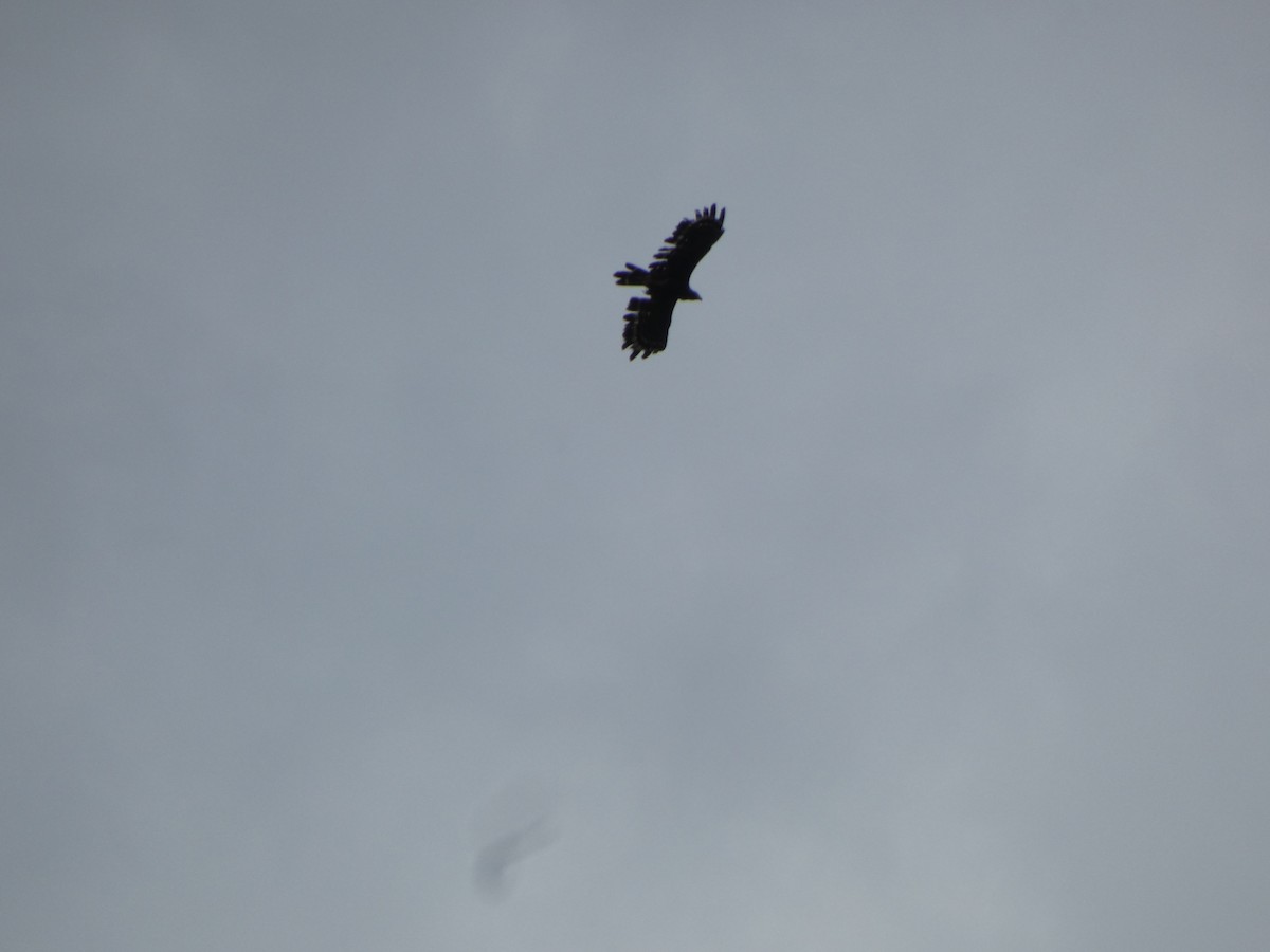 Crested Serpent-Eagle - ML614842226