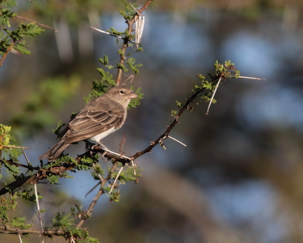 Yellow-spotted Bush Sparrow - Nathan Mixon