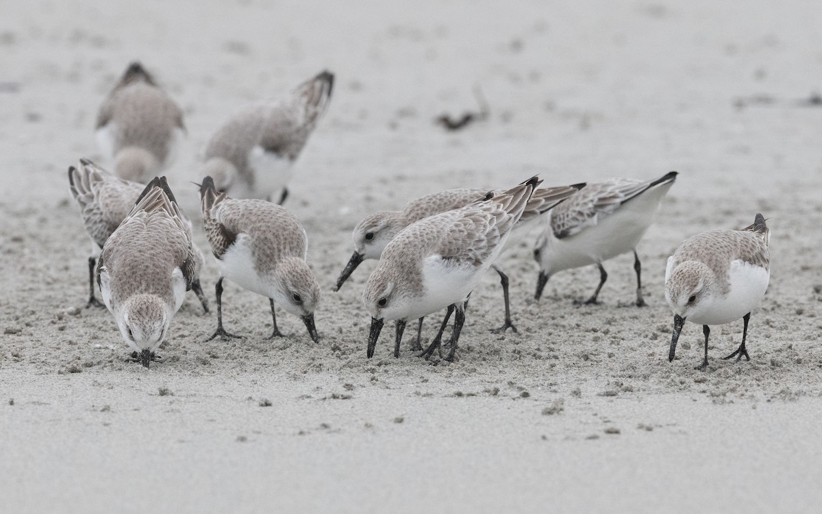 Bécasseau sanderling - ML614842245