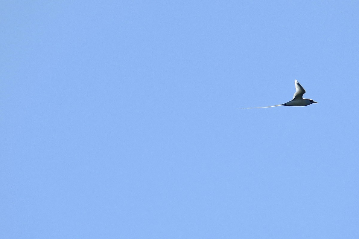 White-tailed Tropicbird - ML614842264