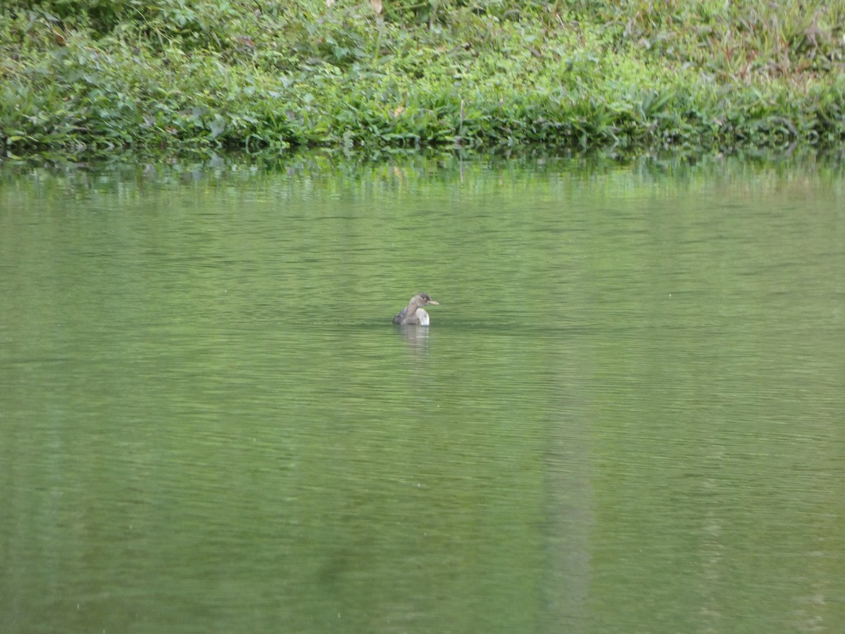 Little Grebe - ML614842274