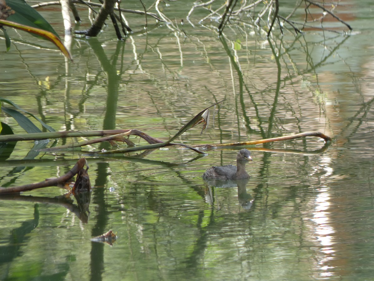 Little Grebe - ML614842275