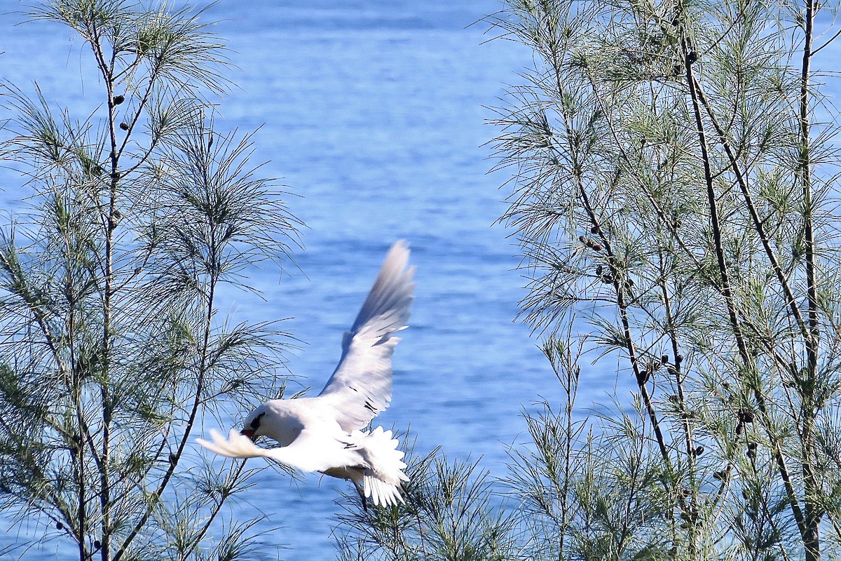 Red-tailed Tropicbird - ML614842276