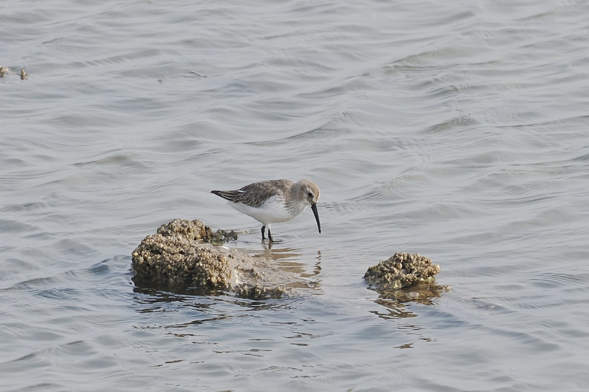 Dunlin - ML614842297