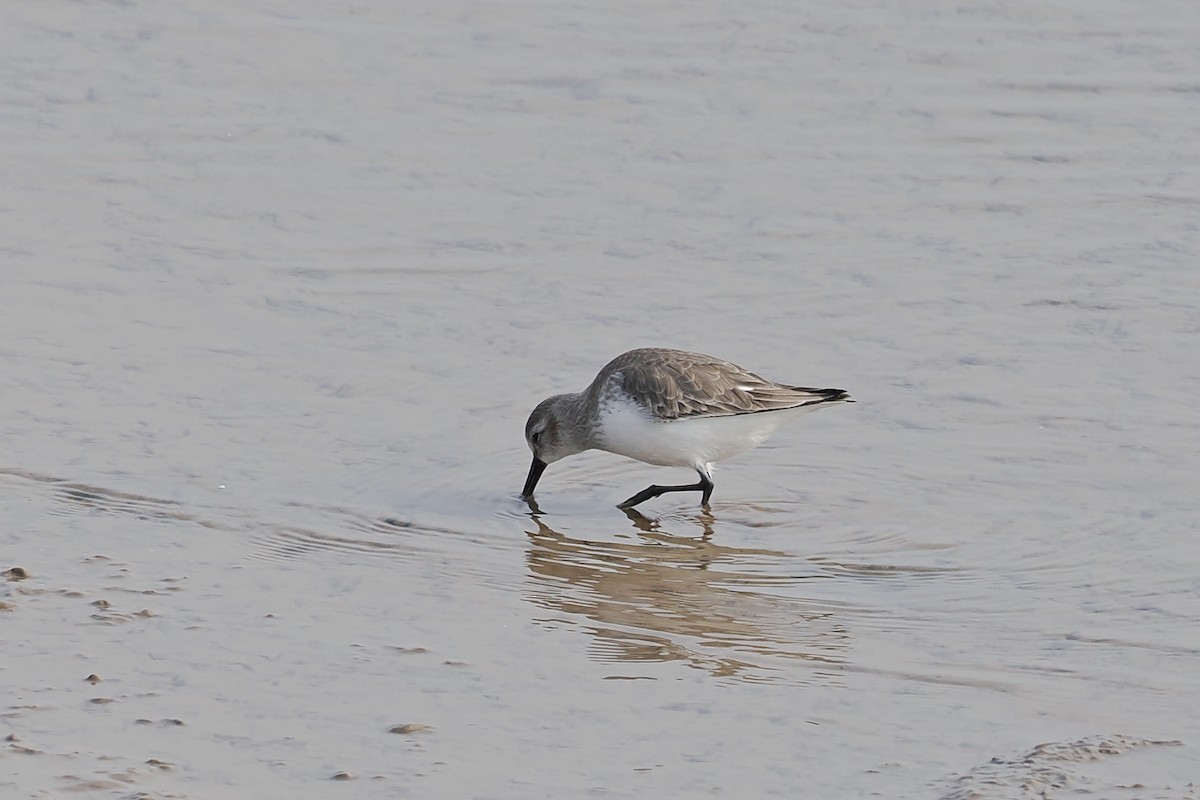 Dunlin - ML614842300