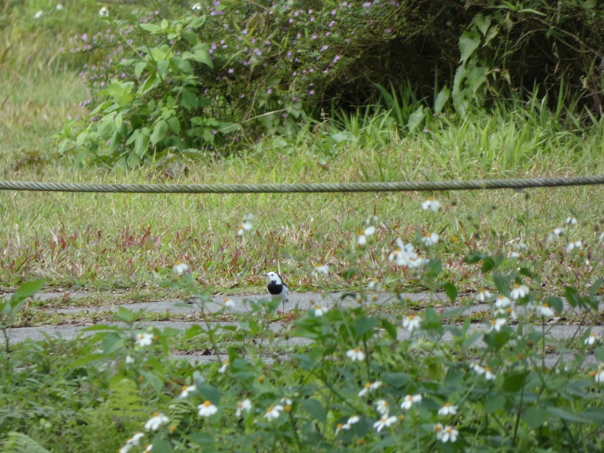 White Wagtail - ML614842315