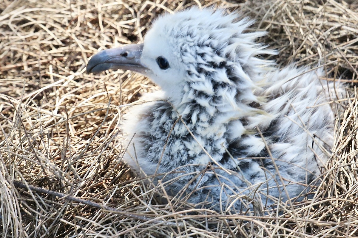 albatros laysanský - ML614842326