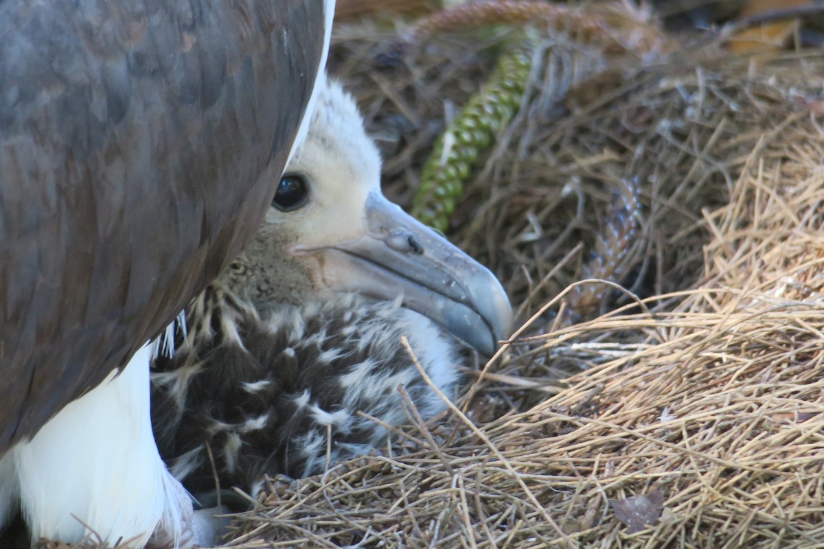 albatros laysanský - ML614842328