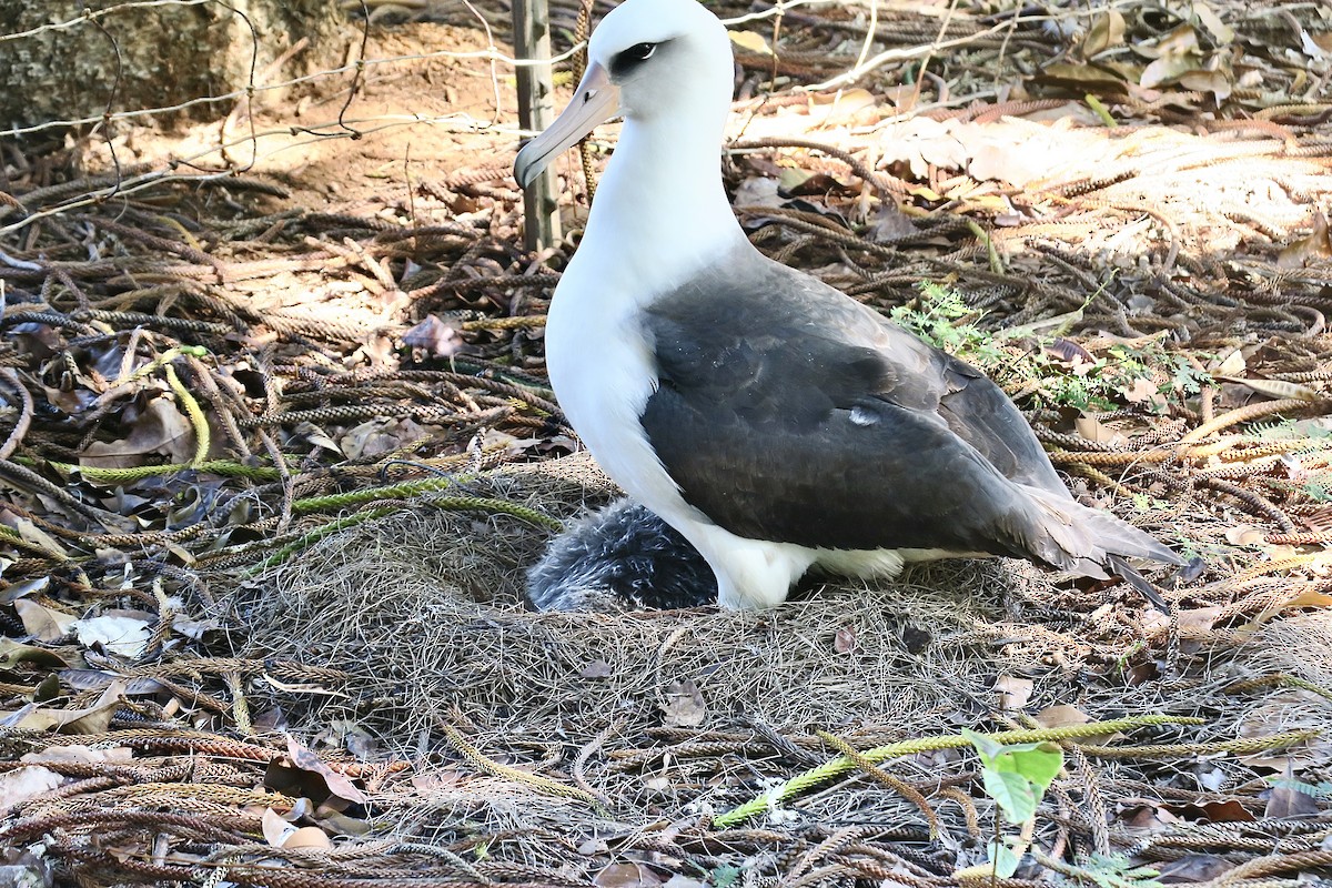 albatros laysanský - ML614842329