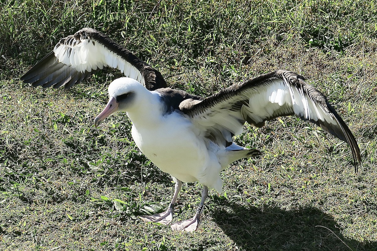 albatros laysanský - ML614842331