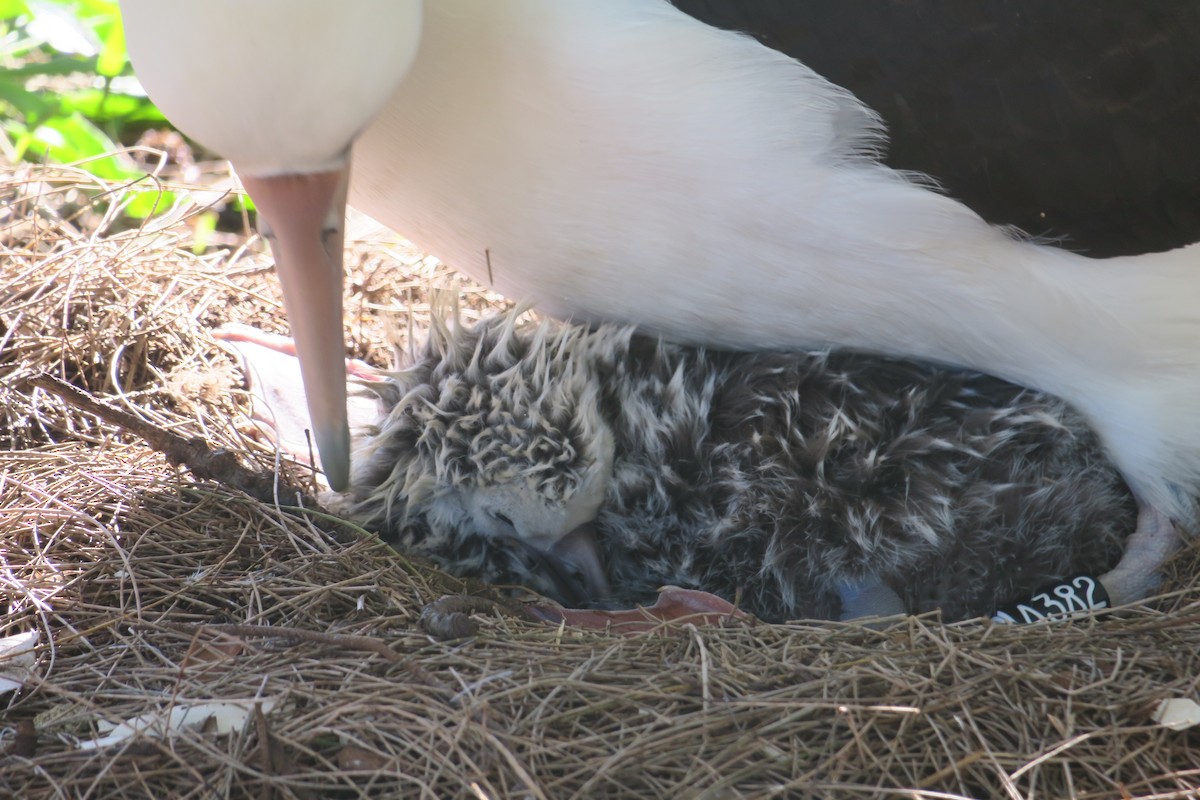 Laysan Albatrosu - ML614842333