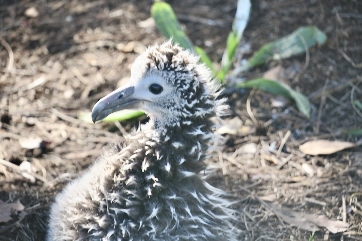 albatros laysanský - ML614842334